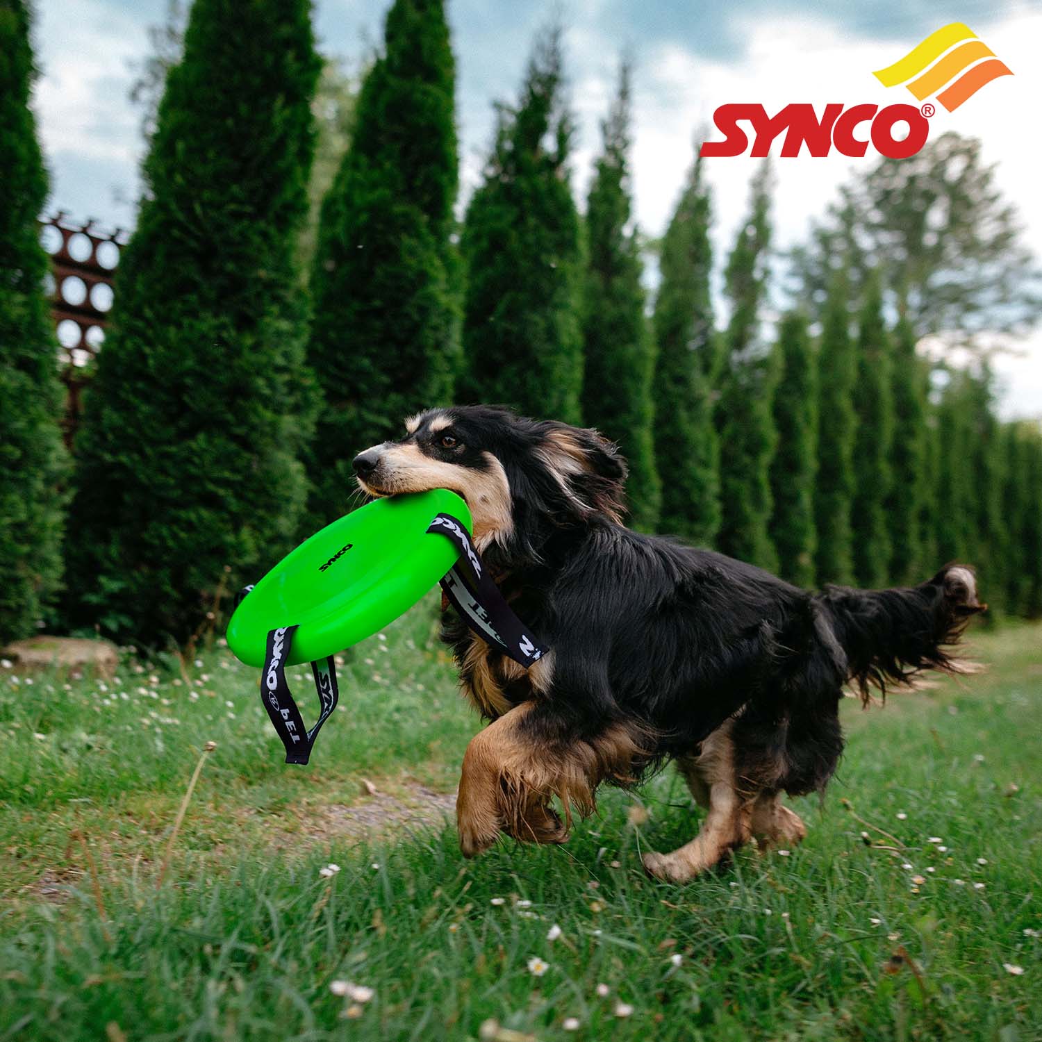 Synco Dog Frisbee with Holding Loops